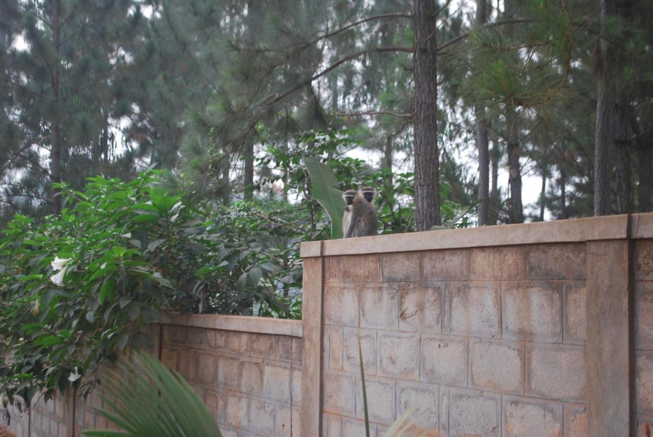 Saltek Forest Cottages Masindi المظهر الخارجي الصورة